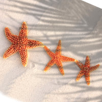 Thumbnail for Model M | Starfish